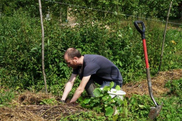  Préparation de la fosse pour la plantation de noisetier