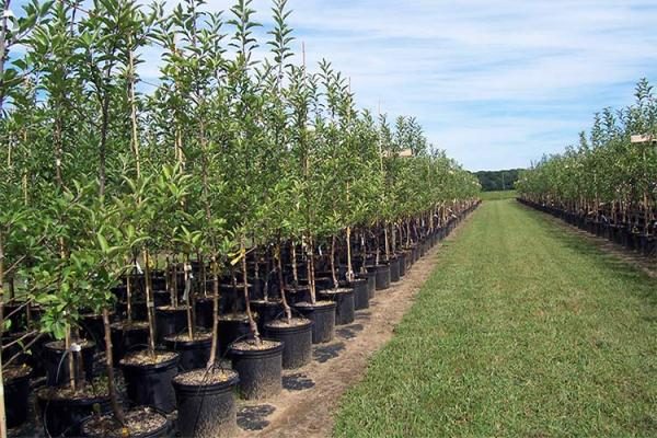  Plants d'arbres fruitiers cultivés dans un conteneur