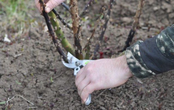  En primavera y otoño es necesario cortar ramas secas y dañadas de una rosa.