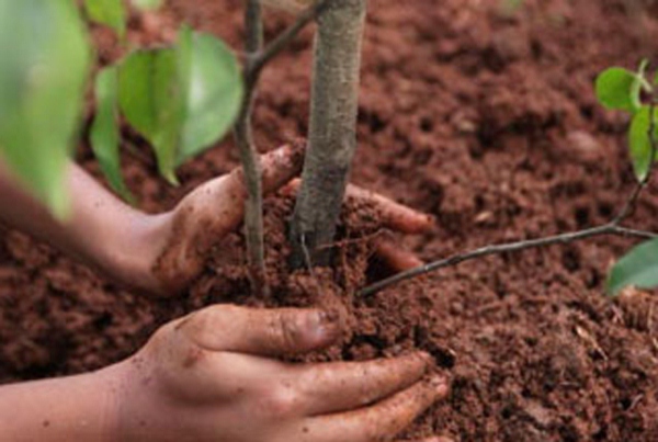  Planter des jeunes arbres fruitiers