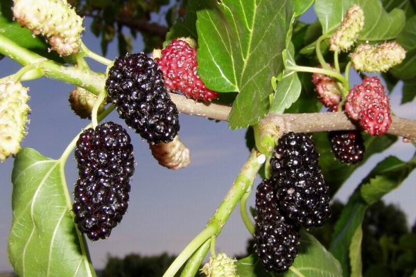  Les fruits du mûrier contiennent des vitamines C, B1, B2, B3, A et de l'acide folique