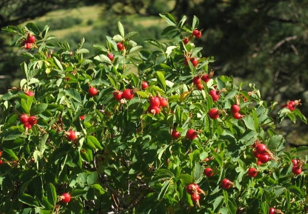  Rosier sauvage aux fruits