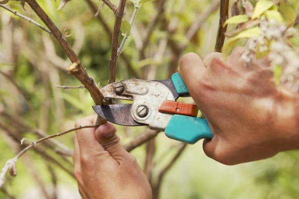  Taille des arbres fruitiers: pourquoi est-ce nécessaire et quand est-il effectué?