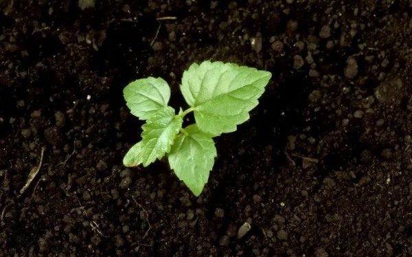  Vient de planter de jeunes arbres de mûrier