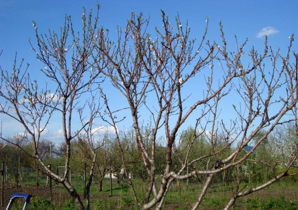  L'abricot nécessite une taille complexe, c'est pourquoi cette procédure est effectuée au printemps, à l'automne et en été