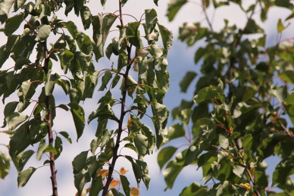  Avec une épaisse couronne d'abricot, l'arbre manque de lumière, ce qui conduit à l'assèchement des branches et à leur mort.