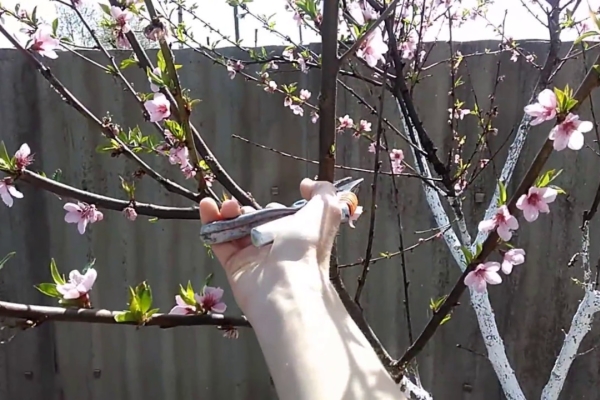  Les amandes sont coupées au printemps, après la floraison et en automne, après la chute des feuilles