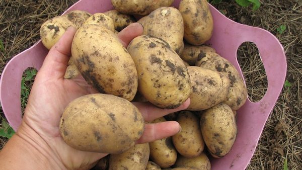  Le poids moyen d'une pomme de terre Kolette ne dépasse pas 120-123 g