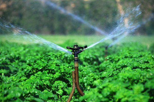  Aurora tolère parfaitement la sécheresse; par conséquent, lorsqu’il est cultivé dans des conditions de bande moyenne, en irrigation, il peut ne pas être nécessaire