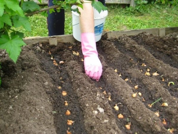  Planter le tir aux oignons Exibishen