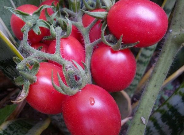  Tomate novato rosa