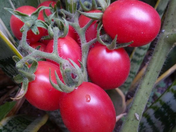  Tomate novato rosa