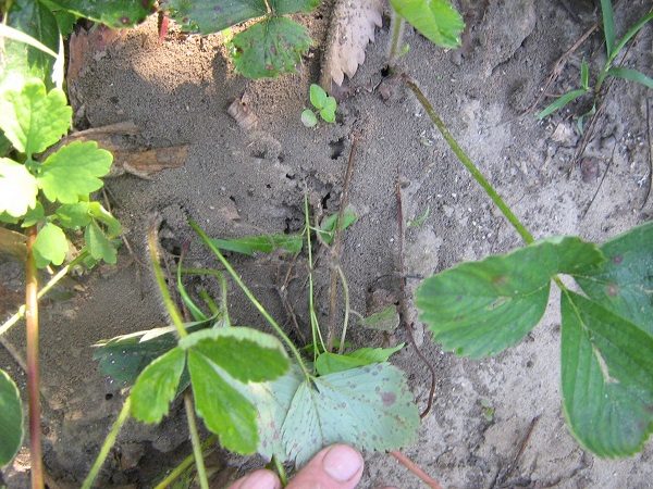  Nid de fourmis dans un arbousier