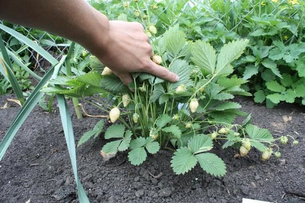  Les fraises blanches ne doivent pas être plantées sur le sol utilisé pour les framboises, les pommes de terre, les tomates ou les concombres.