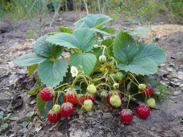  Fraise, closeup