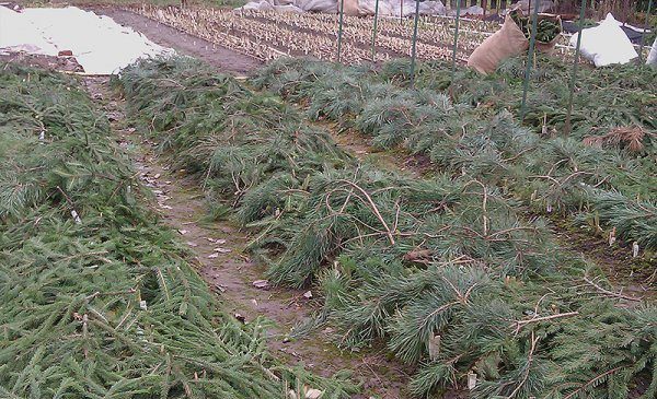  Lors de la culture des fraises dans les régions du nord, il est recommandé de pailler les mets délicats de Moscou avant le début de la période hivernale.