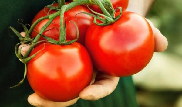  Grado de tomate Volgogrado