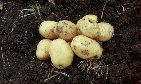  Pommes de terre catégorie Impala