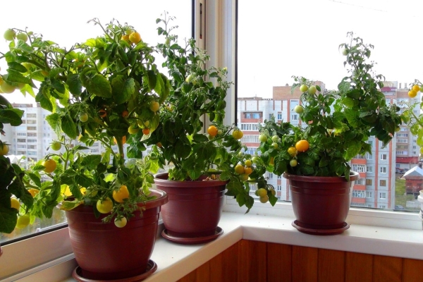  Cultivo de tomates en el balcón: instrucciones paso a paso.