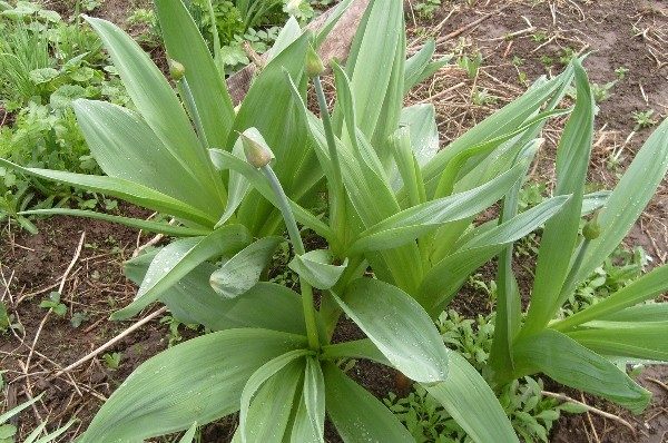  En raison de la teneur en stéroïdes, alcaloïdes, saponines et autres substances, les oignons de Suvorov sont utilisés en pharmacologie pour la production de certains médicaments.