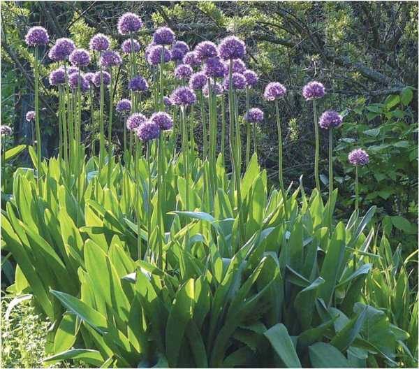  L'arc de Suvorov se distingue par sa précocité, sa résistance aux maladies et aux parasites, sa très belle floraison