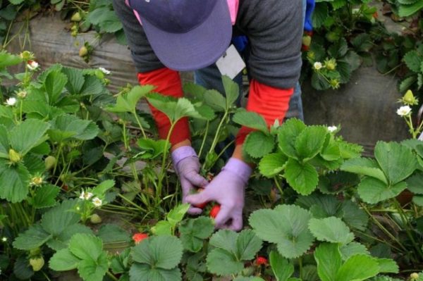  Récolte des fraises