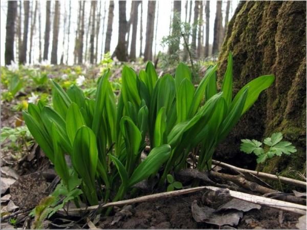  En médecine tibétaine, toutes les parties de la plante sont utilisées pour traiter la gastrite chronique, la neurasthénie et la toux asthmatique.