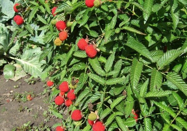  En été, par temps sec, l'arbuste doit être arrosé régulièrement et par temps chaud, quotidiennement, de préférence la nuit.