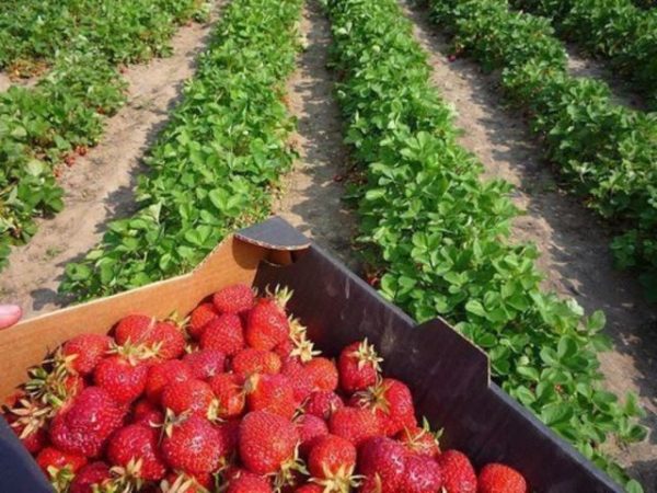  Erdbeerbeere gewachsen unter Mulchen