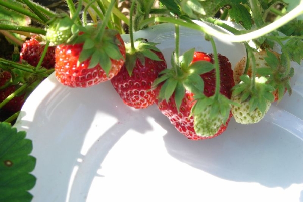  Variétés Strawberry Symphony: description, plantation et soins, maladies et ravageurs