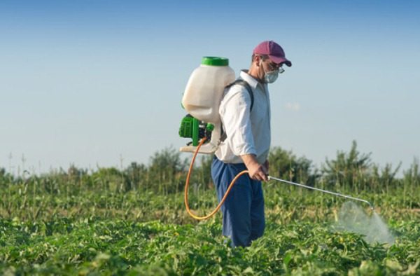  Un traitement à l'herbicide sauvera les pommes de terre des mauvaises herbes.