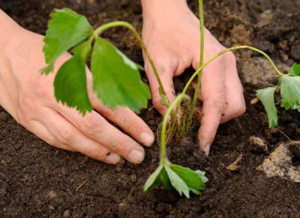  Plantation de plants de fraises Malvina