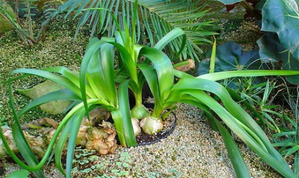  Oignons indiens dans le jardin