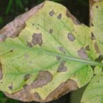  Pomme de terre alternaria