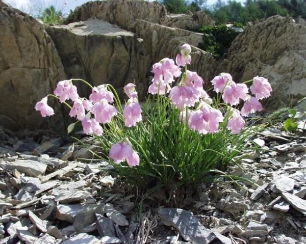  Ajo narcisflower