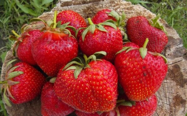  Fraise Cardinal Closeup