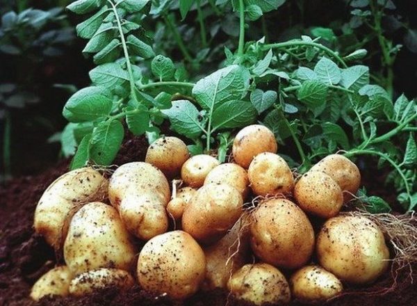  Pommes de terre colombo