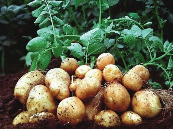  Pommes de terre colombo