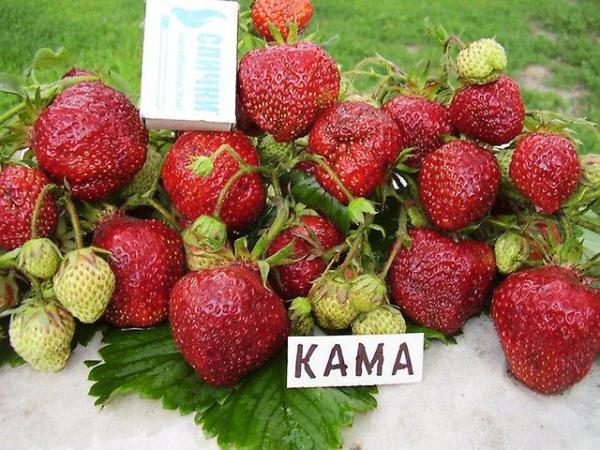  Strawberry Kama tolera perfectamente el calor.