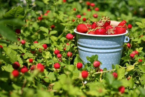  Comment obtenir une bonne récolte de fraises: trucs et astuces