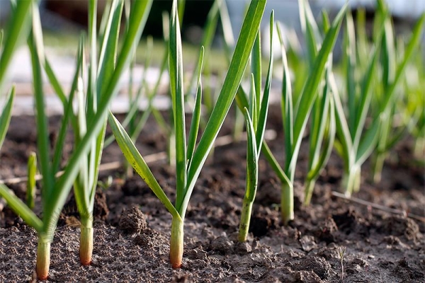  Después de que aparezcan los primeros brotes, aliméntalos con fertilizantes nitrogenados.