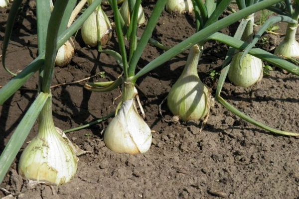  Soins appropriés des oignons de printemps plantés avant l'hiver