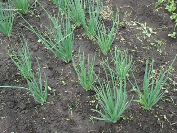  Échalote sur la parcelle de jardin