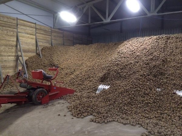  Magasin de légumes de pomme de terre