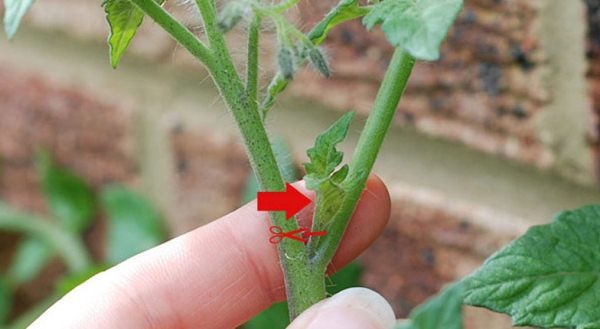  Puede hacer un excelente fertilizante nitrogenado a partir de pasos remotos de un arbusto de tomate