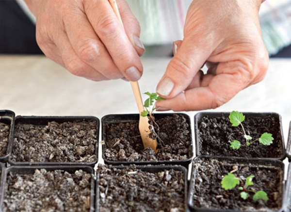  La variété peut être multipliée avec une moustache, divisant un arbuste, semer des graines et planter d'autres plants.