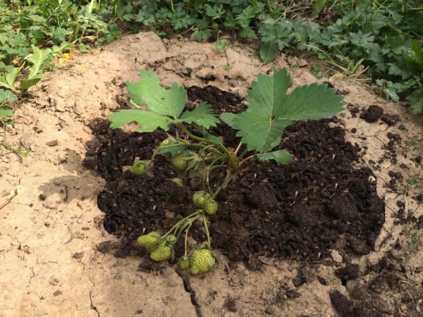  Nourrir les fraises avec de l'humus