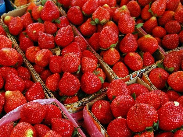  Les fraises sont populaires tout au long de l'année, été comme hiver. Par conséquent, cette entreprise n'aura jamais de problèmes avec les clients.