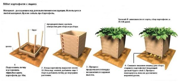  La germination des pommes de terre dans un tiroir