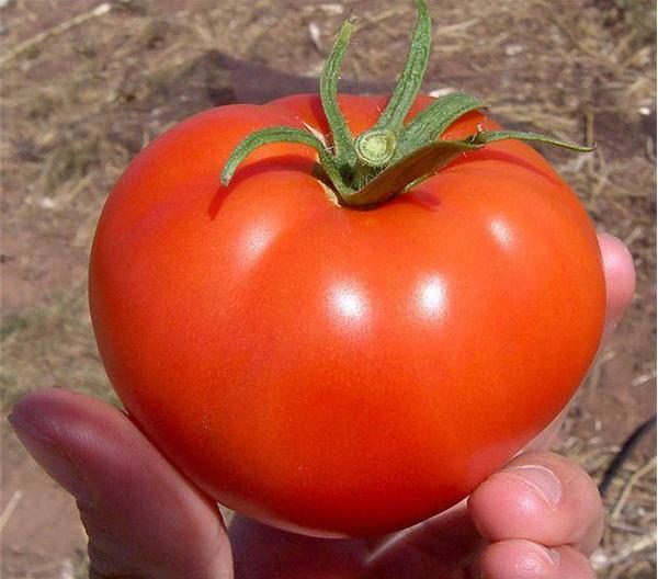  Variedad temprana de tomate Volgogrado 323